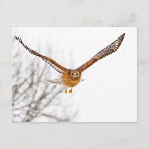 Hawk In Flight Postcard