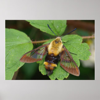 Hawk Moth Poster
