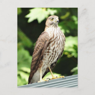 Hawk on Roof Postcard