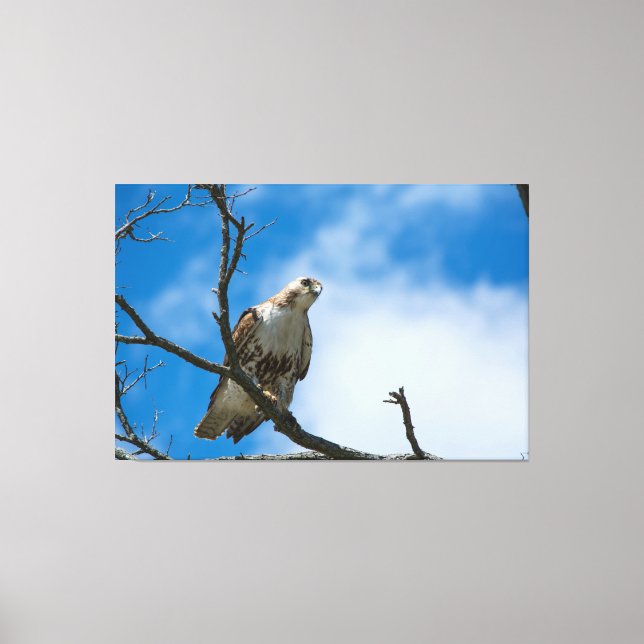 HAWK ON THE HUNT 60 X 40 WRAPPED CANVAS (Front)