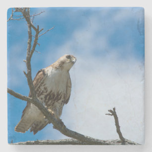 Hawk On The Hunt Marble Stone Coaster