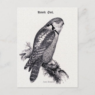 Hawk Owl Vintage Bird Illustration Postcard