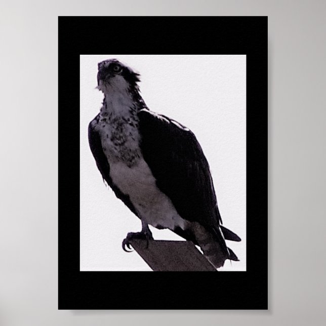 Hawk Photo Poster (Front)