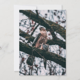 Hawk Photo Print Holiday Card