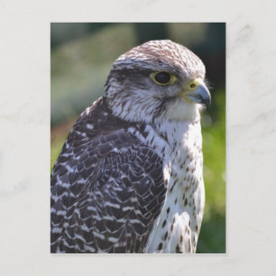 Hawk Postcard
