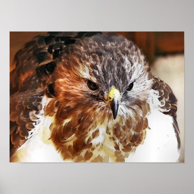 HAWK POSTER (Front)