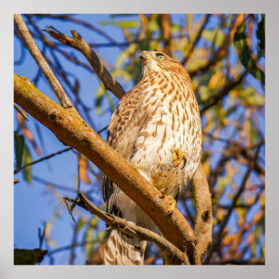 Hawk Poster Wildlife Raptor Nature Art