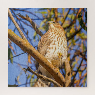 Hawk Puzzle Wildlife Raptor Nature Art