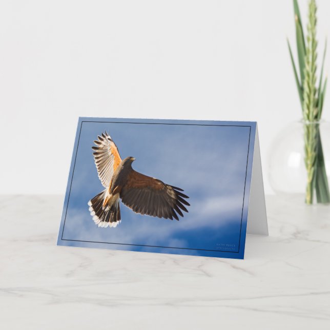 Hawk soaring overhead - BLANK card (Front)