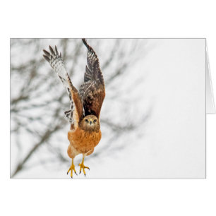 Hawk Taking Flight