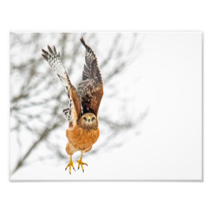 Hawk Taking Flight Photo Print