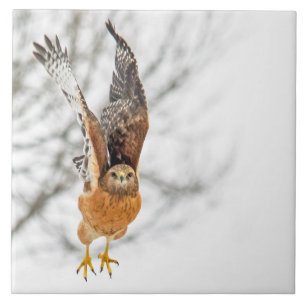 Hawk Taking Flight Tile