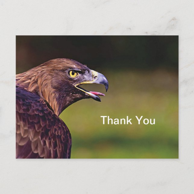 Hawk Thank You Postcard (Front)