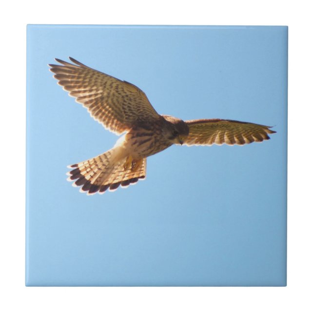 Hawk Tile (Front)