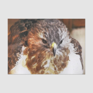 HAWK TISSUE PAPER