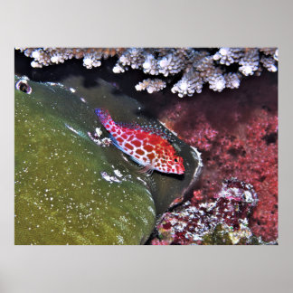 Hawkfish and Coral Poster