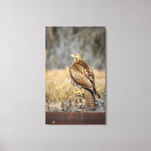 hawks' eye 2