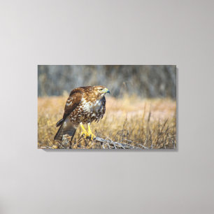 hawks' eye canvas print