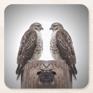 Hawks on a post square paper coaster