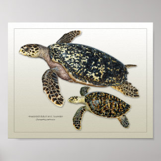 Hawksbill Adult and Juvenile Print