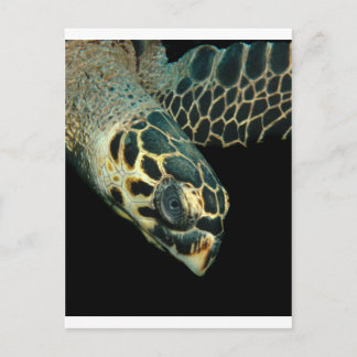 Hawksbill Angel Postcard