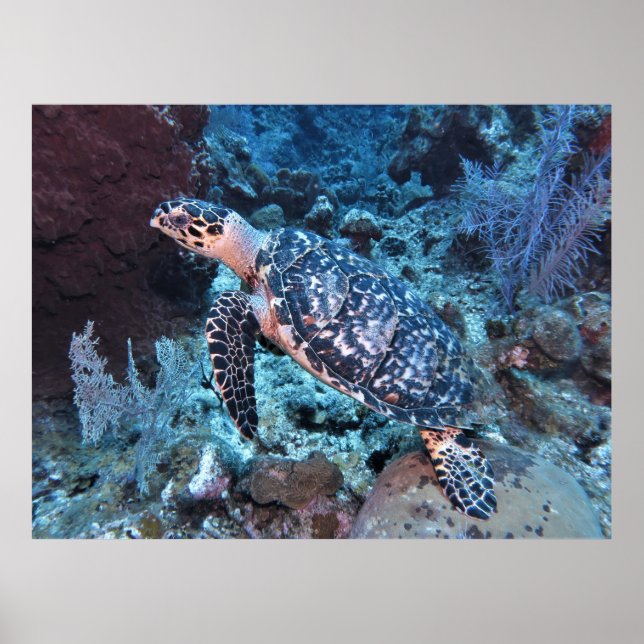Hawksbill Blending In Poster (Front)