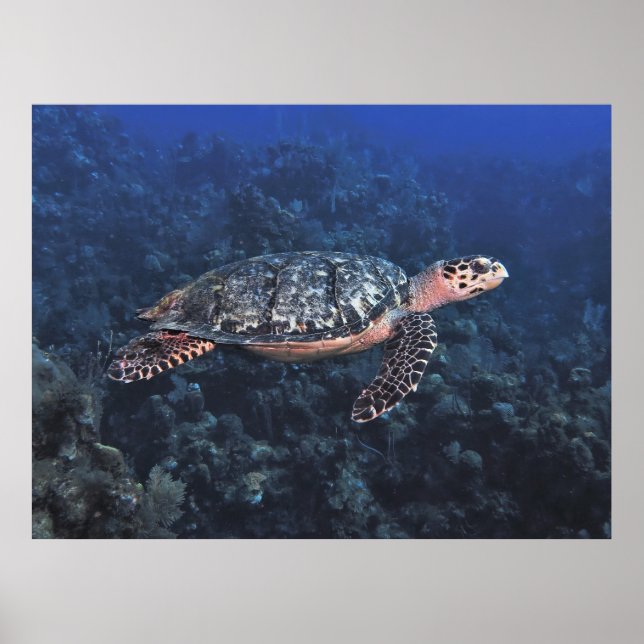 Hawksbill in Roatan Poster (Front)