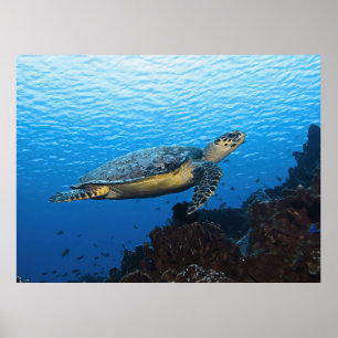 Hawksbill Passing By Poster