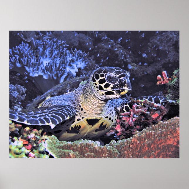 Hawksbill Portrait Poster (Front)