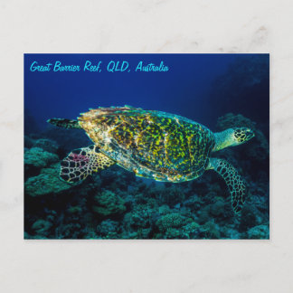 Hawksbill Sea Turtle Great Barrier Reef Coral Sea Postcard