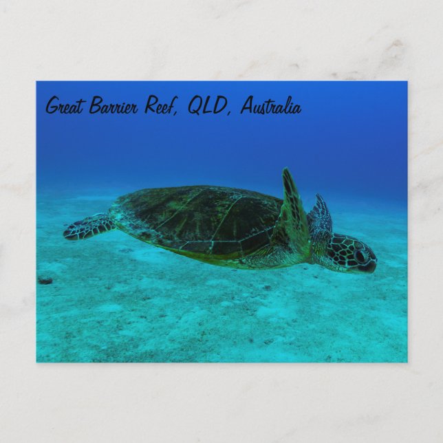 Hawksbill Sea Turtle Postcard (Front)