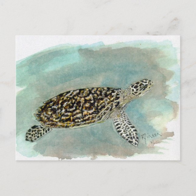 Hawksbill Sea Turtle Postcard (Front)