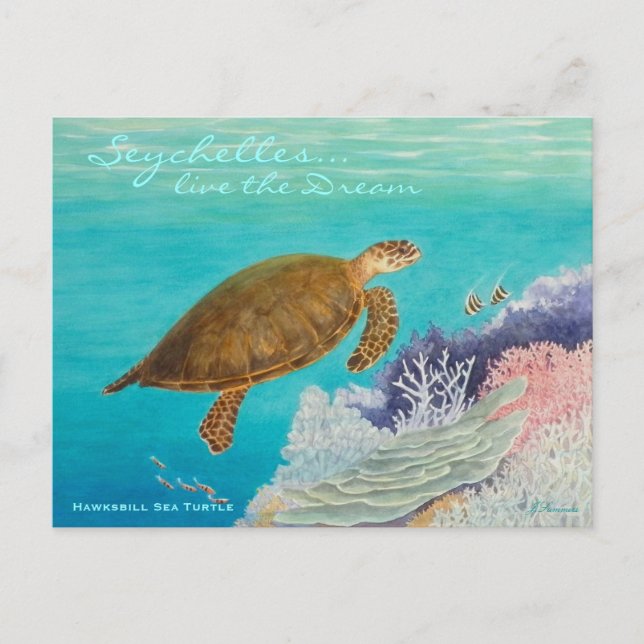 Hawksbill Sea Turtle Postcard (Front)