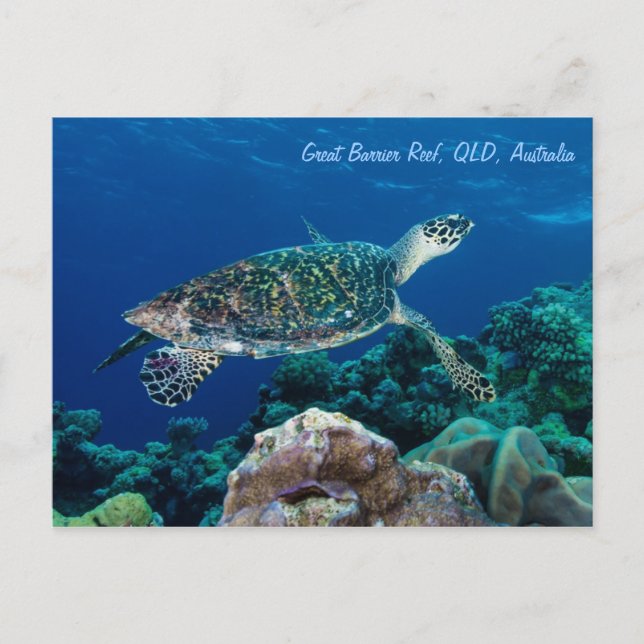 Hawksbill Sea Turtle Postcard (Front)