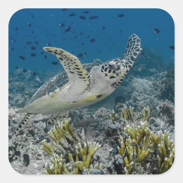Hawksbill Sea Turtle Swimming Square Sticker (Front)
