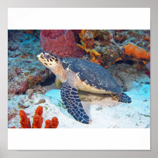 Hawksbill turtle poster