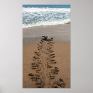 Hawksbill Turtle Trek print