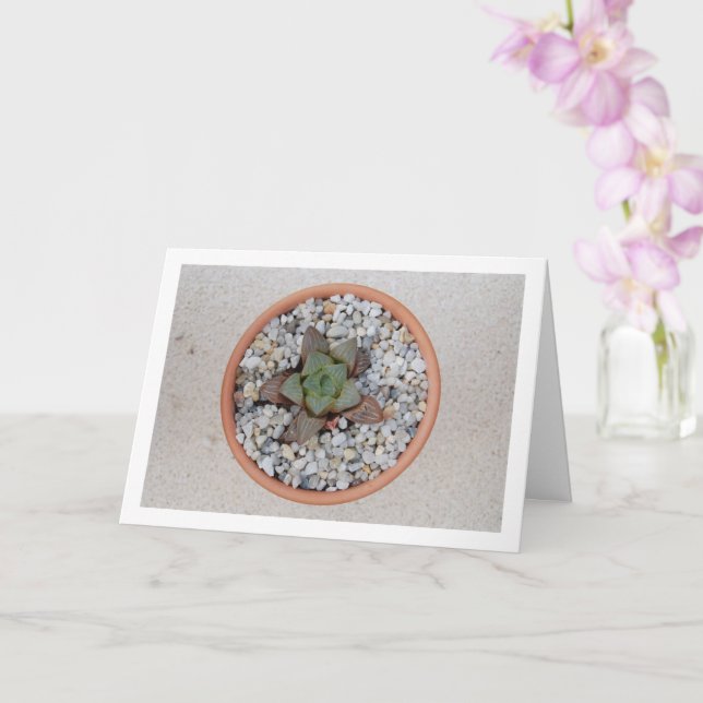 Haworthia cooperi, Succulent Plant Card (Orchid)
