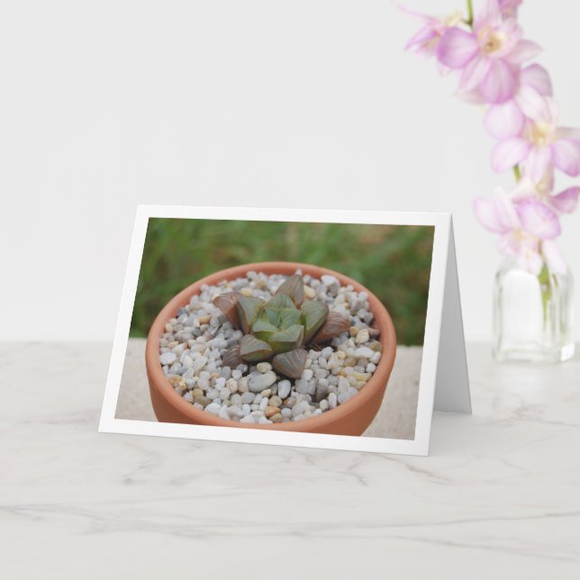 Haworthia cooperi, Succulent Plant Card (Orchid)