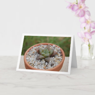 Haworthia cooperi, Succulent Plant Card