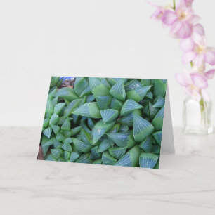 Haworthia Succulent Plants Note Card