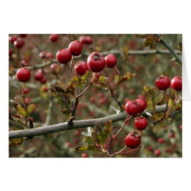 Hawthorn Berries Card (Front Horizontal)