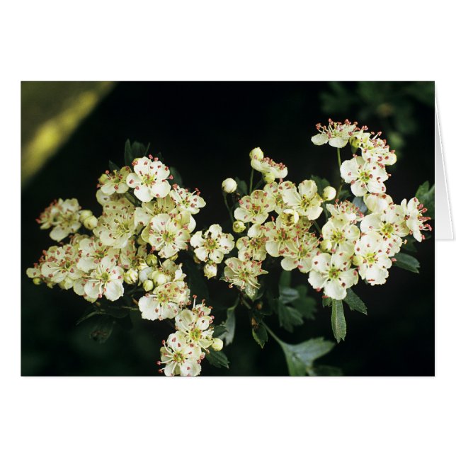 Hawthorn Blossom (Front Horizontal)