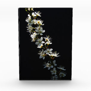 Hawthorn Flowers pbcnm Photo Block