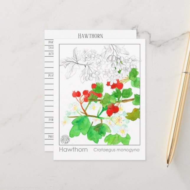Hawthorn Materia Medica Monograph Herbal Study  Postcard (Front/Back In Situ)