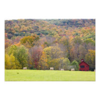 Hay bales and fall foliage, on a farm in