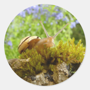 hay for snail day! classic round sticker