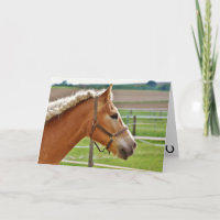 Hay Girl Happy Birthday Horse