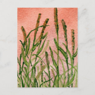 "Hay Someday" Country Roads Postcard