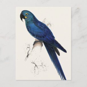 Hayacinthe Maccaw Postcard
